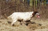 SETTER ANGLAIS 082